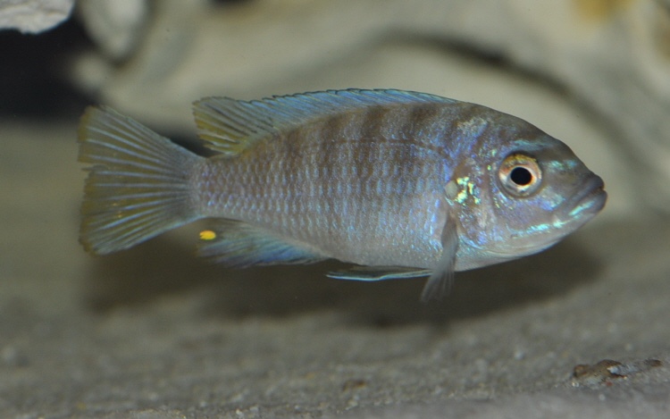 Cynotilapia sp. 'chinyankwazi' Chinyankwazi Island